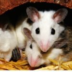 Mice Model Market
