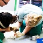 Animal Wound Care Market